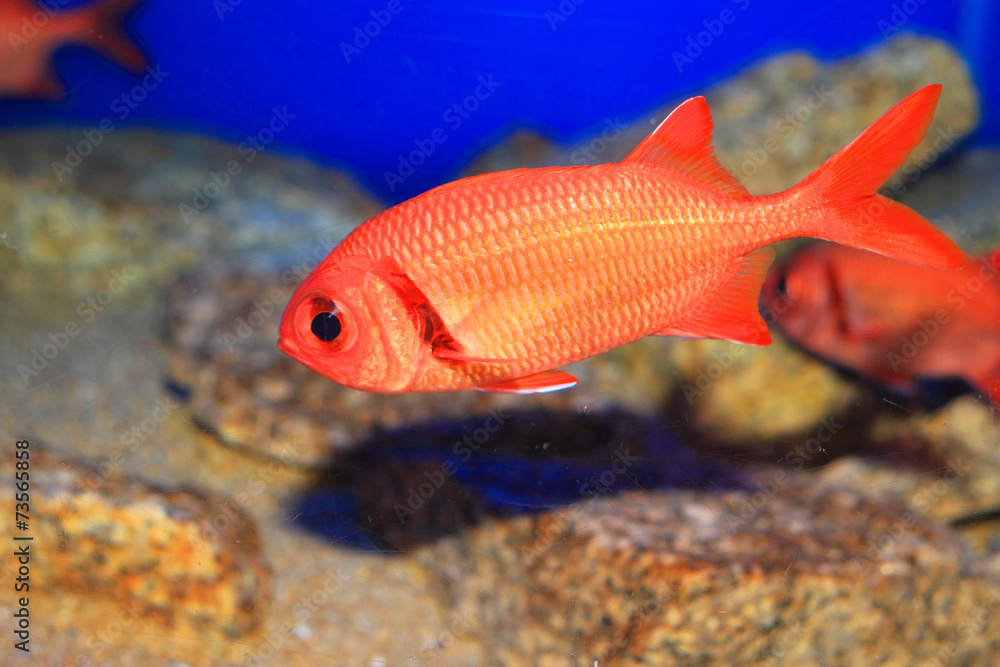Naklejka premium Indian Scarlet soldierfish (Myripristis kochiensis) in Japan
