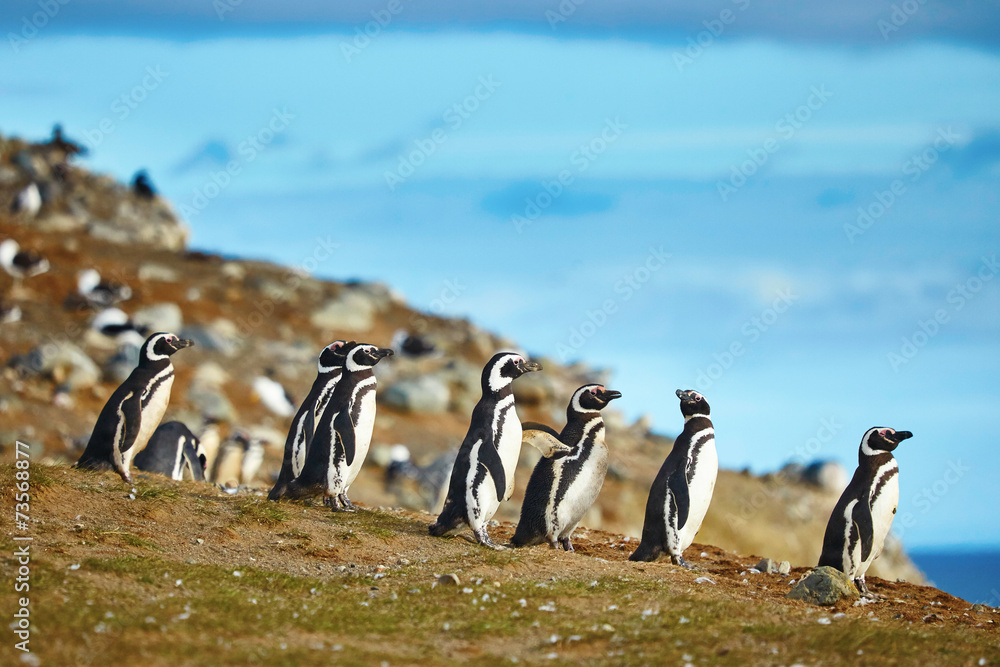 Naklejka premium Pingwiny magellana w środowisku naturalnym