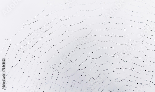 Spider Web With Dew