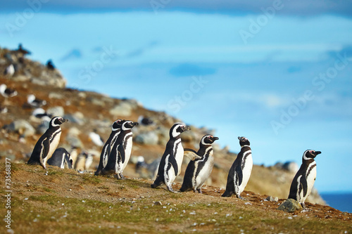 Magellanic penguins in natural environment