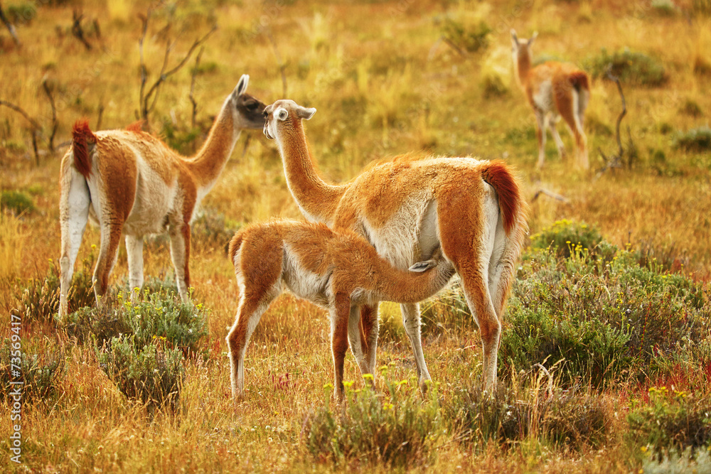 Fototapeta premium Mother guanaco feeding its baby