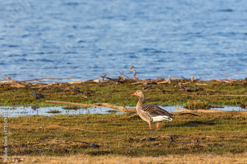 Greylag Goose at water edge