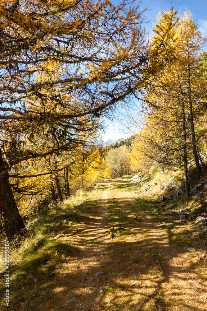 Obraz premium Sentiero di montagna in autunno tra gli alberi