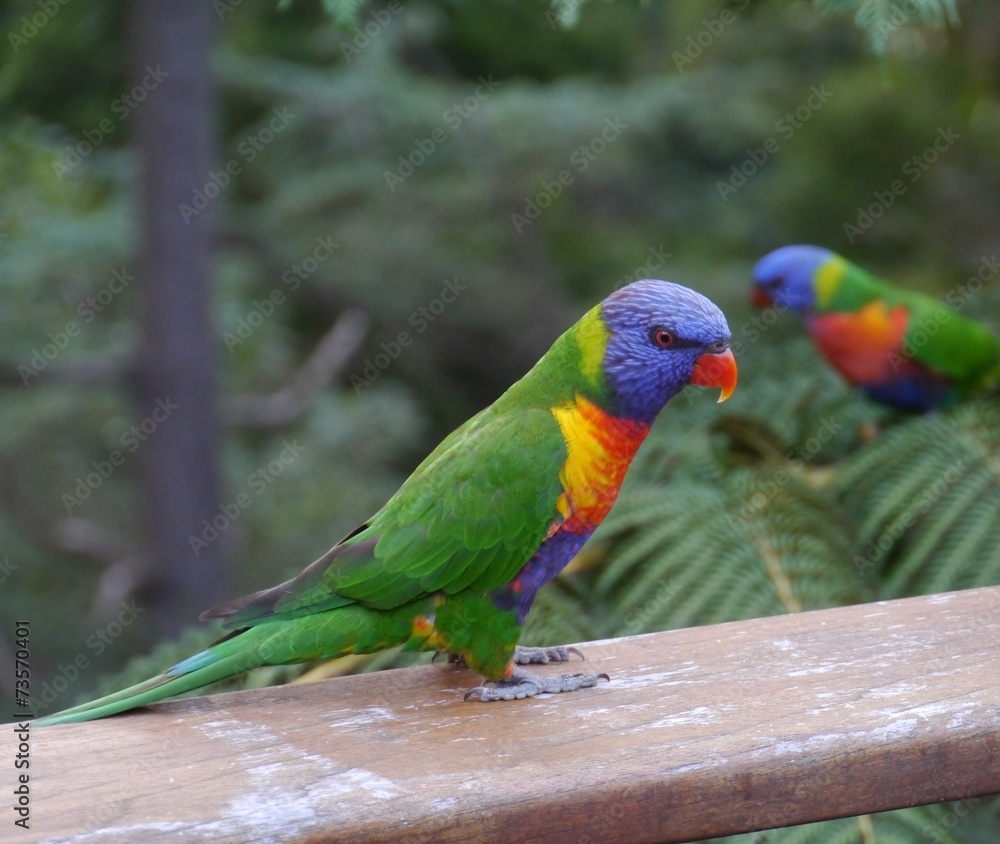 Rainbow lorikeet in a garden in Sydney in Australian Rainbow lorikeet in a garden in Sydney in Australian