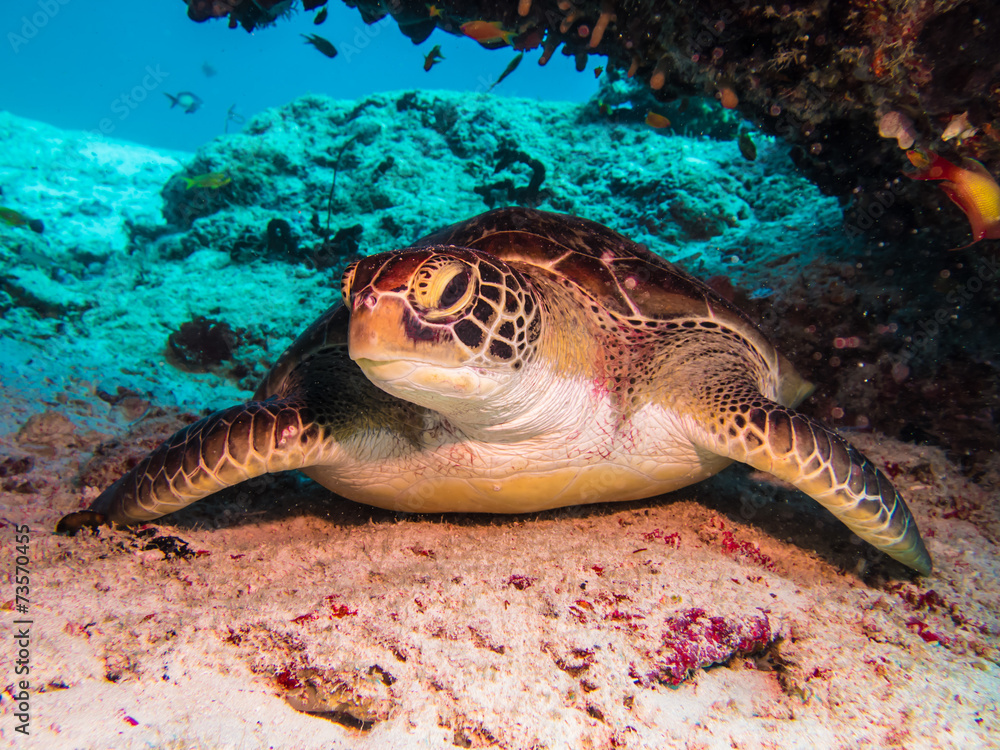 Fototapeta premium turtle
