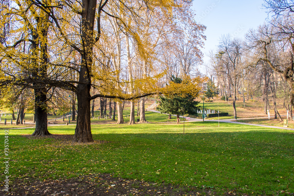 Trees in park