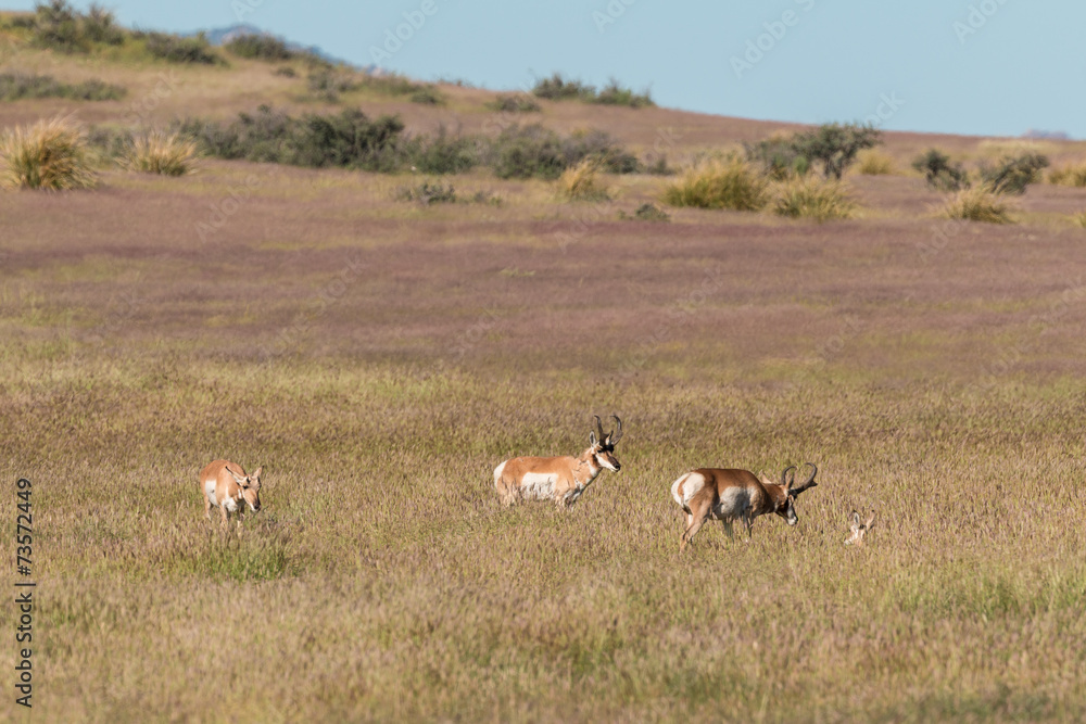 Naklejka premium Pronghorn Antelope in Rut