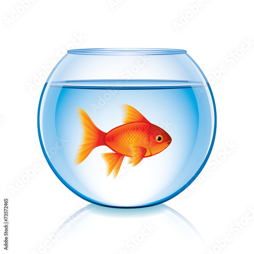 Goldfish in bowl isolated on white vector