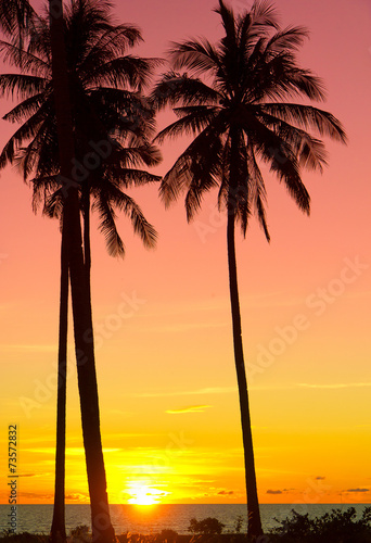 Night is Coming Palm Paradise