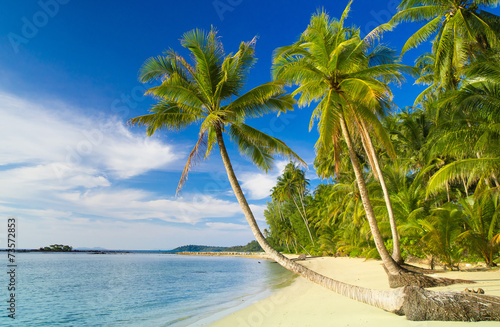 Fototapeta Naklejka Na Ścianę i Meble -  Serenity Shore Palm Panorama