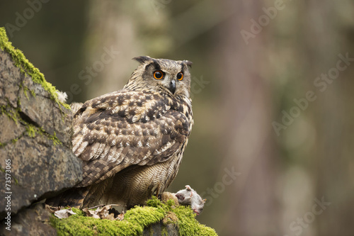 Eurasian Eagle Owl with prey