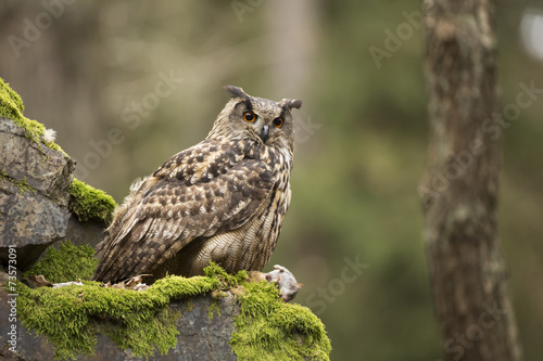 Eurasian Eagle Owl with prey