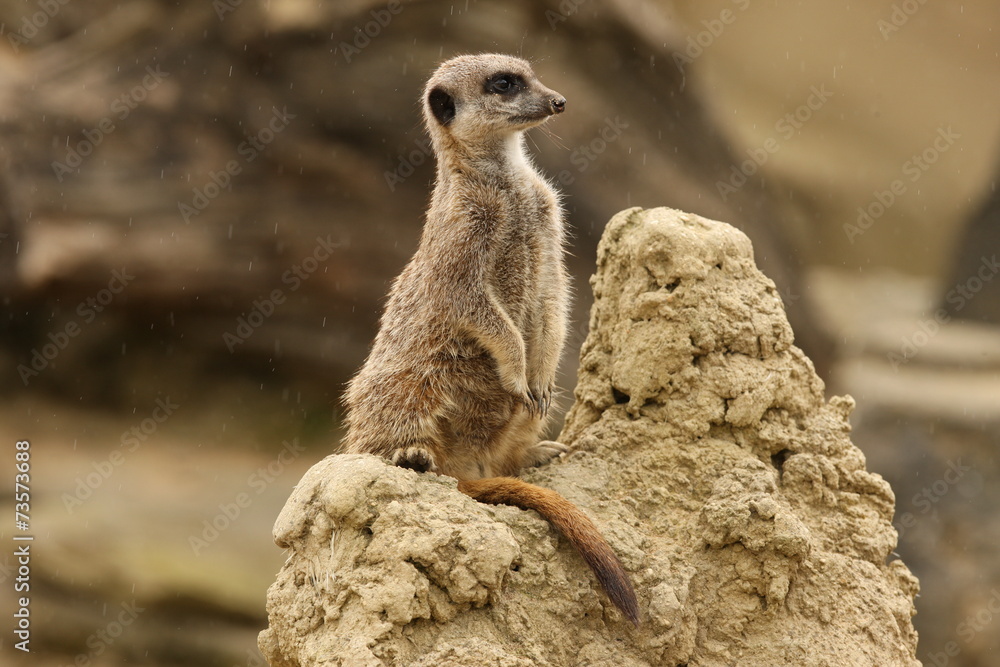 Fototapeta premium Zamknij się z Meerkat na straży