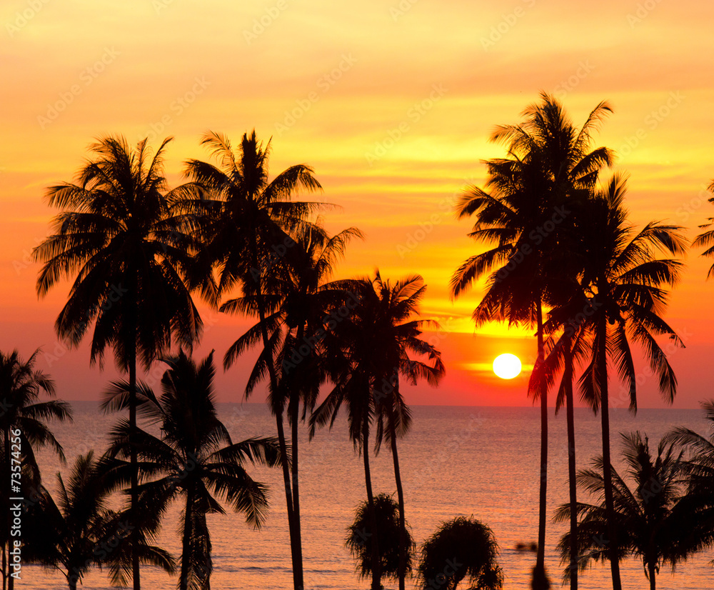 Sunset Divine Palm Paradise