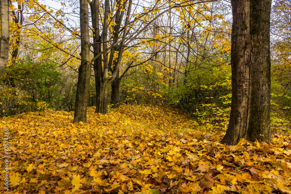 autumn forest in foliage