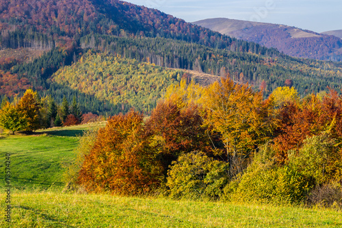 Fototapeta Naklejka Na Ścianę i Meble -  trees near valley in mountains  on hillside