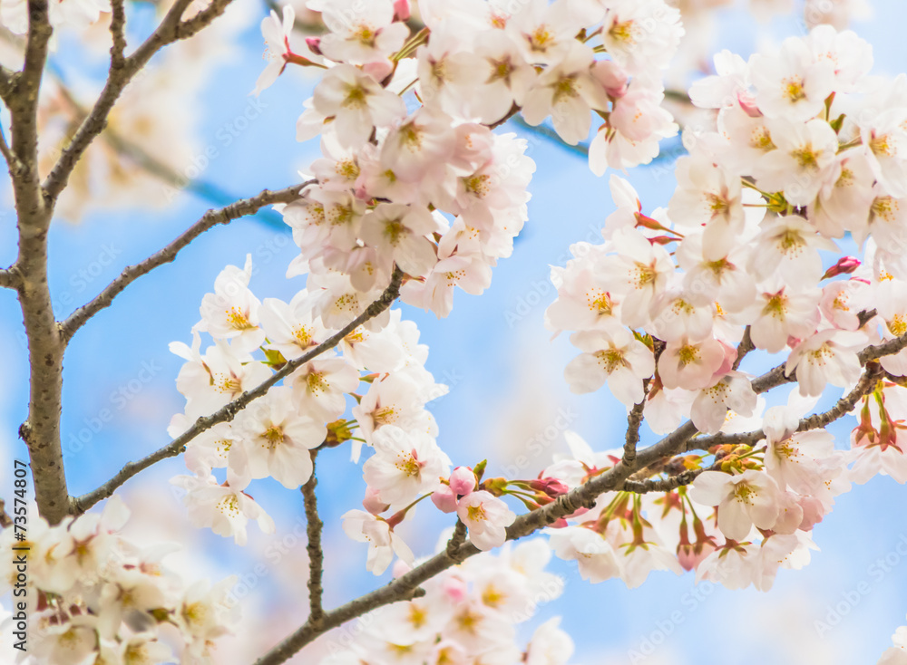 Yoshino cherry blossom in full bloom Yoshino cherry blossom in full bloom