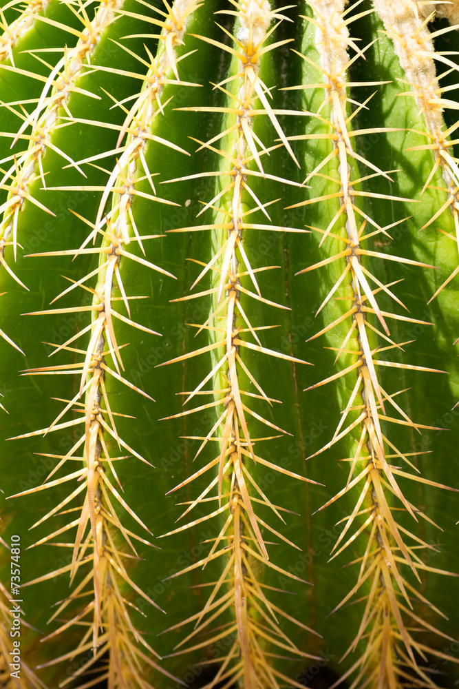 Echinocactus grusonii, Cactaceae, Mexico Echinocactus grusonii, Cactaceae, Mexico