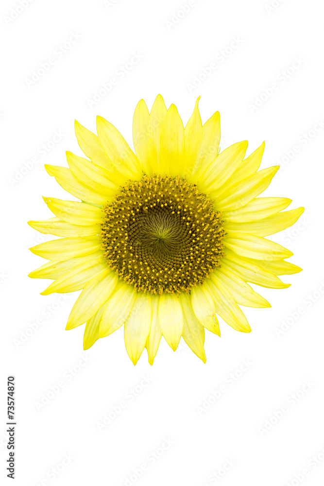 “Pot Lemon”, Sunflower in Summer “Pot Lemon”, Sunflower in Summer
