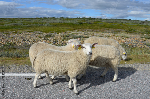 Sheeps on the road in Norway
