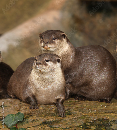 A pair of Oriental Short Clawed Otters