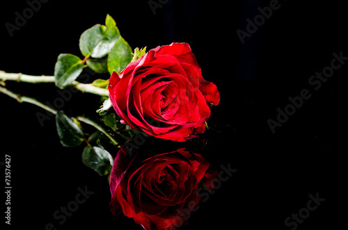 Fototapeta Naklejka Na Ścianę i Meble -  red rose  flower with reflection on black surface background
