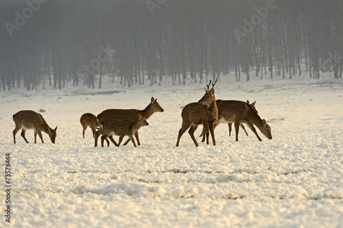 A herd of spotted deer in winter