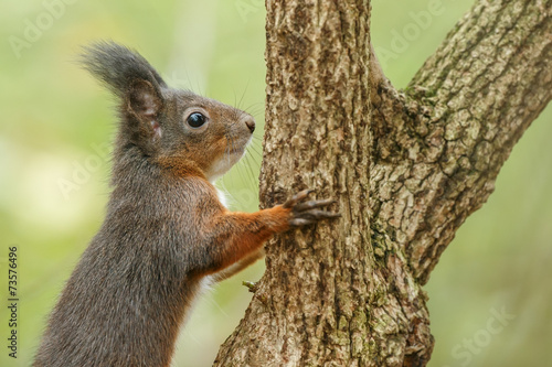 Red squirrel on green background climbing a tree