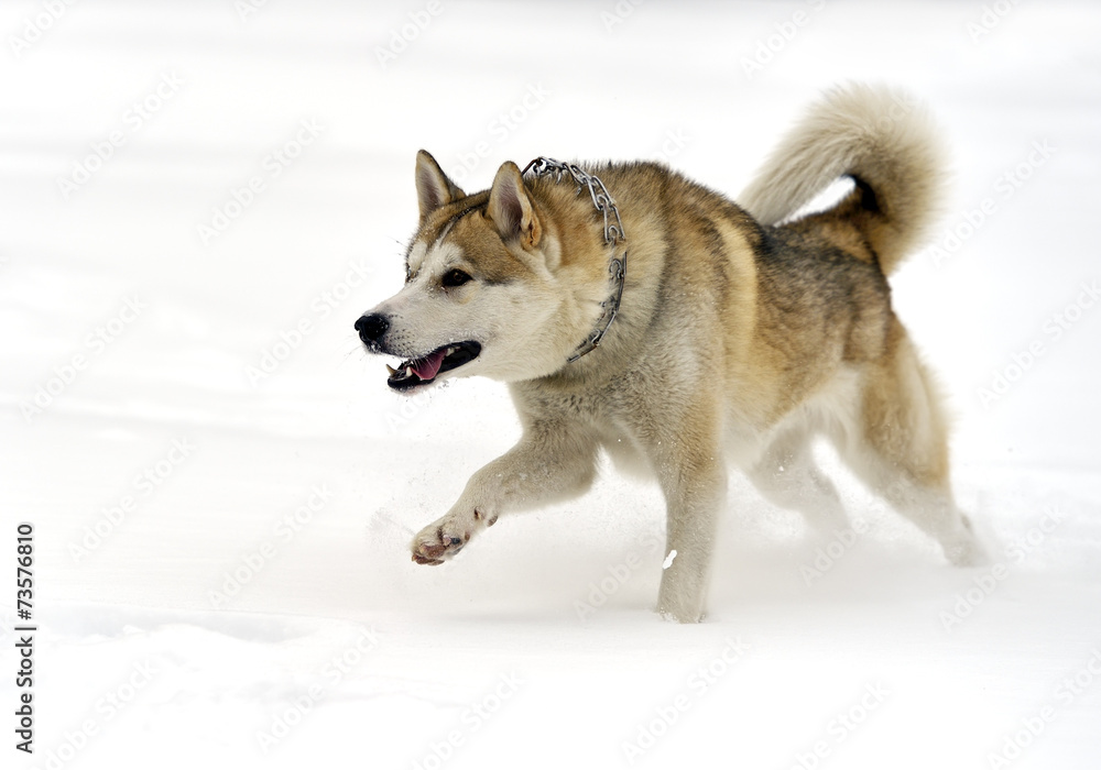 Naklejka premium Husky