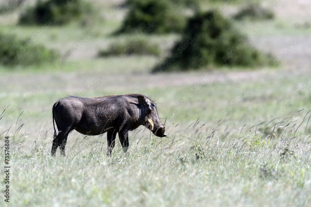Wild Boar Wild Boar