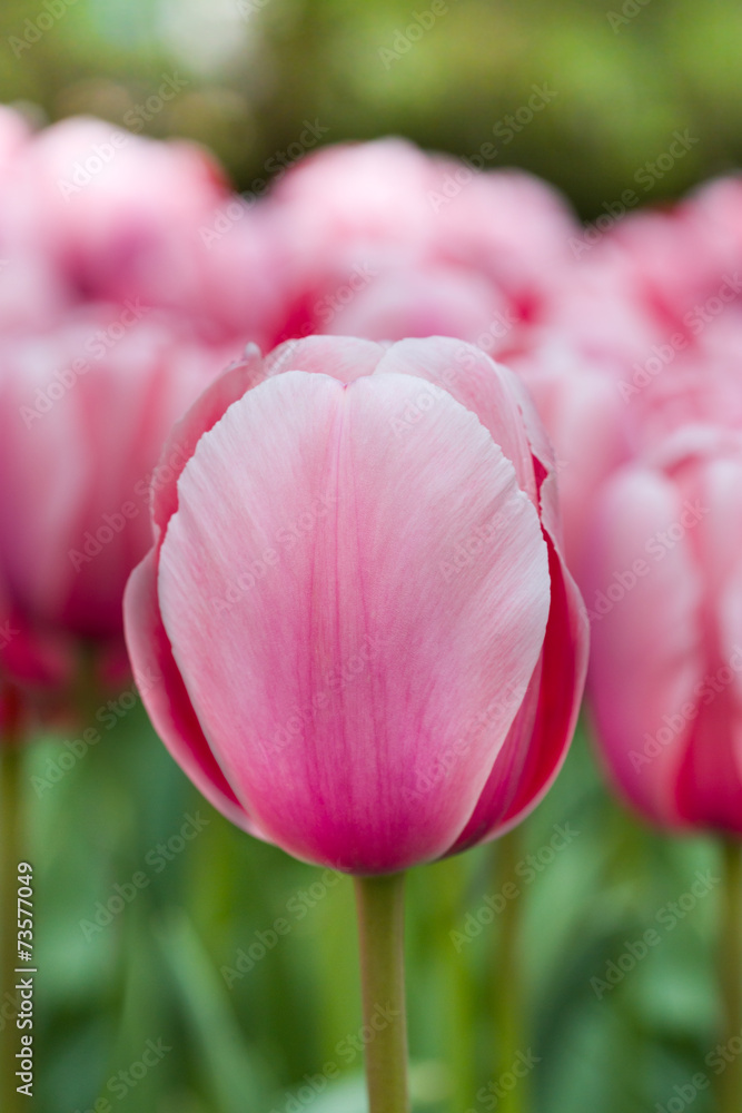 Pink tulip macro shot Pink tulip macro shot