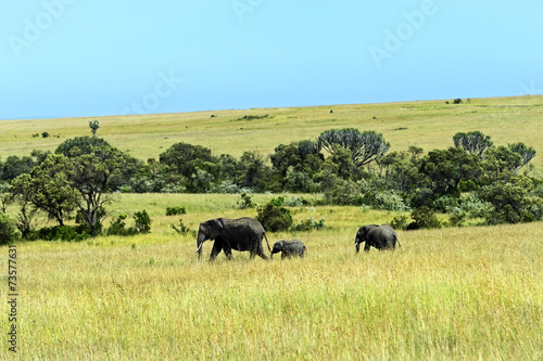 African elephants © kyslynskyy