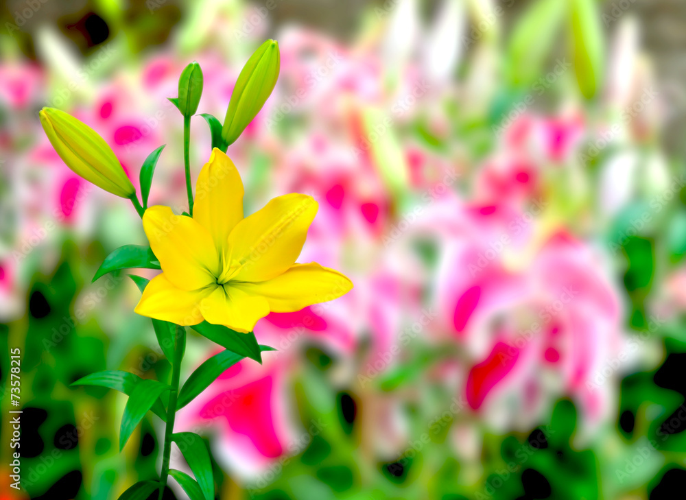 Fototapeta premium Colorful Yellow Lily