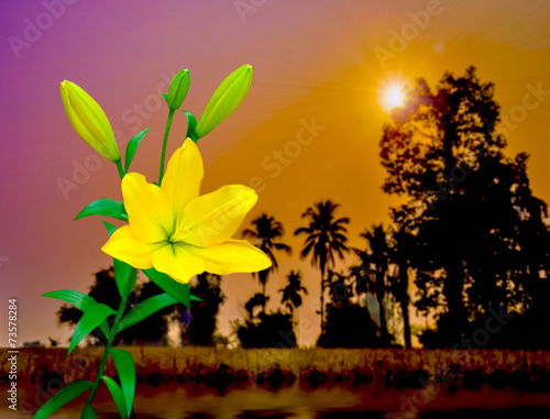 Colorful Yellow Lily