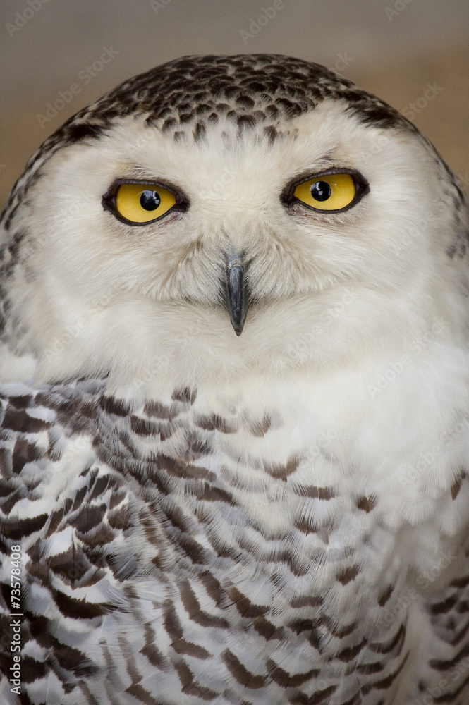 Obraz premium Snowy Owl