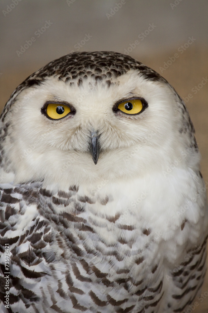 Fototapeta premium Snowy Owl