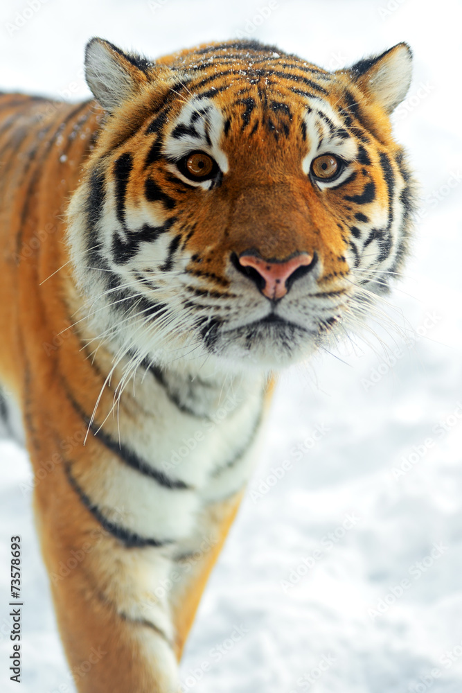 Fototapeta premium Amur Tiger