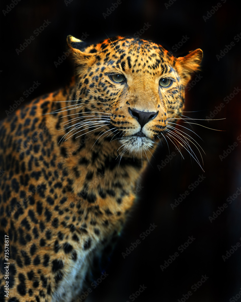 Portrait of leopard in its natural habitat Portrait of leopard in its natural habitat