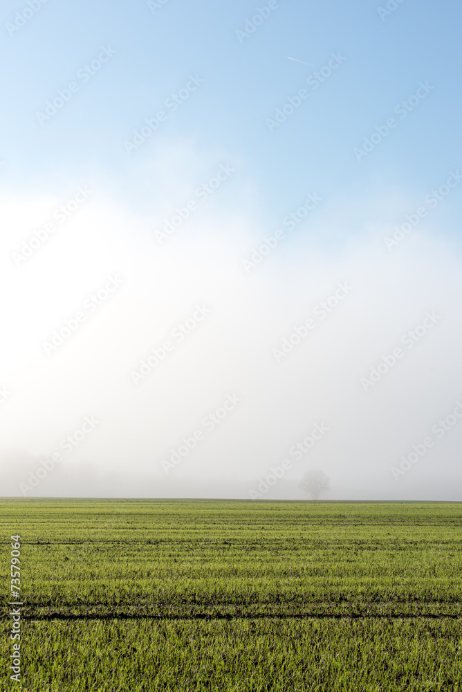 beautiful green meadow in heavy mist beautiful green meadow in heavy mist