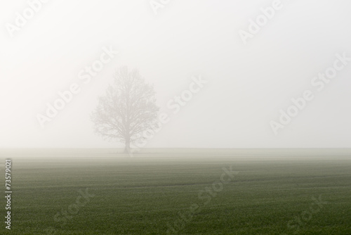 beautiful green meadow in heavy mist
