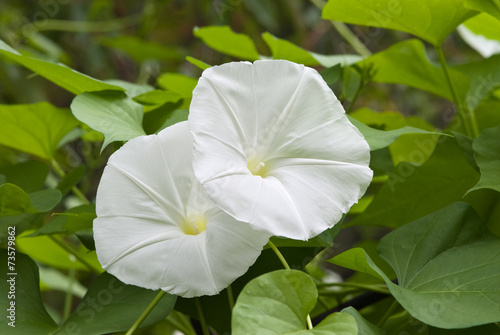 MORNING GLORY FLOWERS - IPOMOEA ALBA