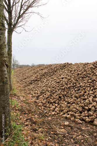 Viele Rüben