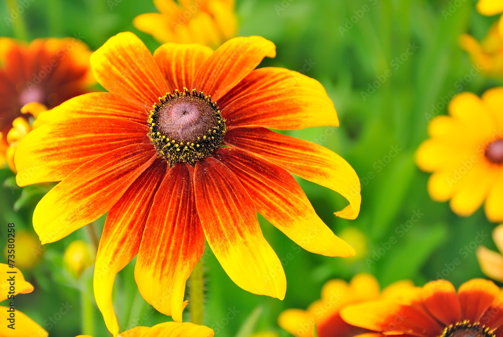 Obraz premium Rudbeckia flower