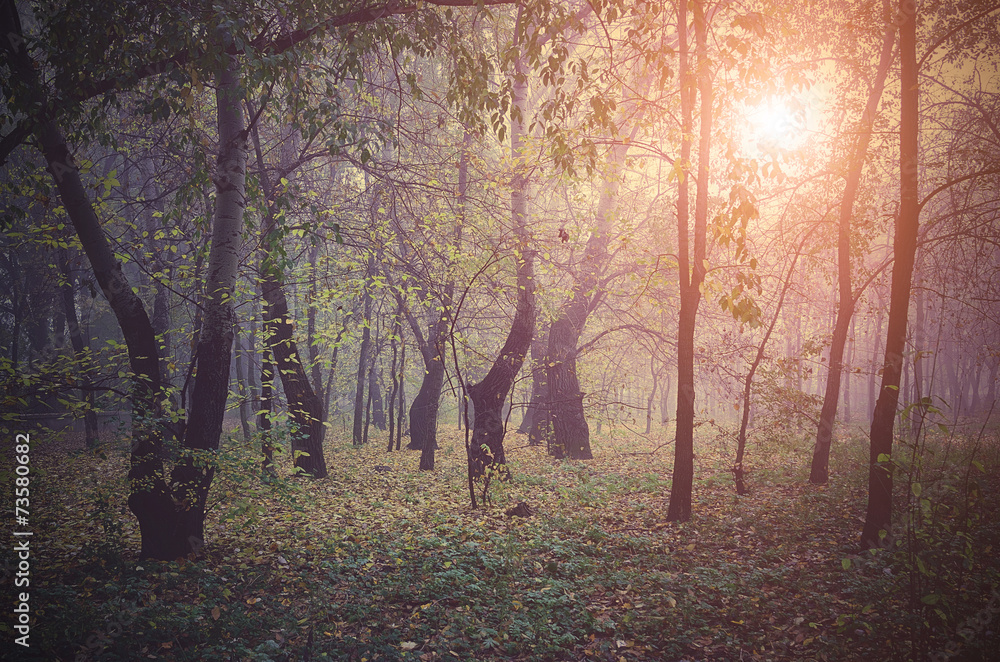 Fototapeta premium Mystic forest