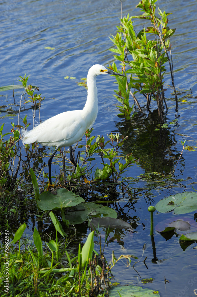 Obraz premium Snowy Egret