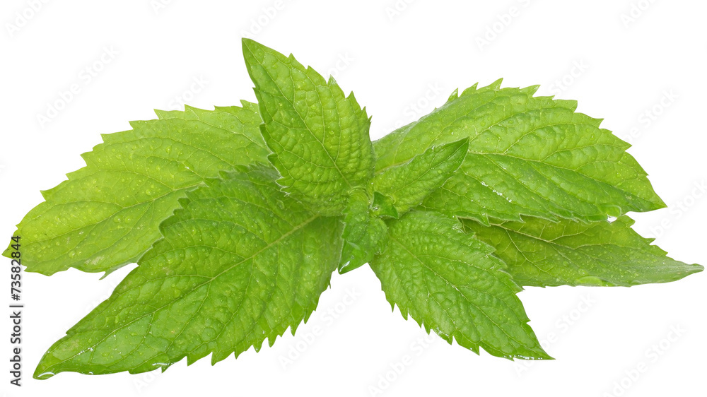 A sprig of leaf mint A sprig of leaf mint