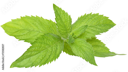 A sprig of leaf mint