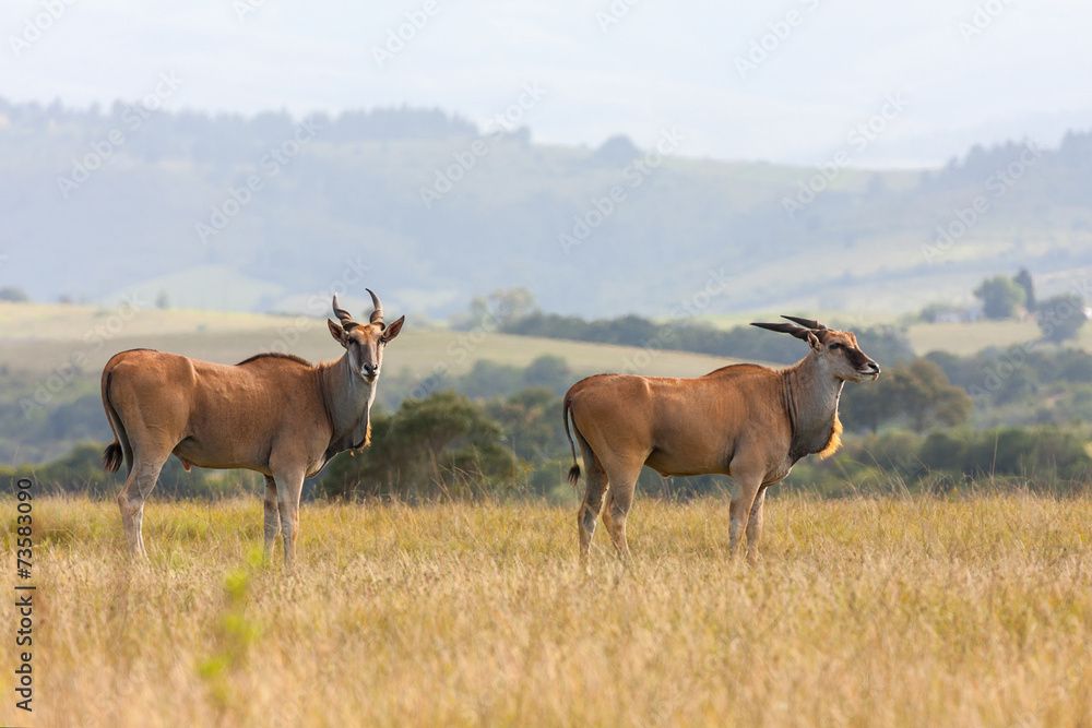 African Eland African Eland