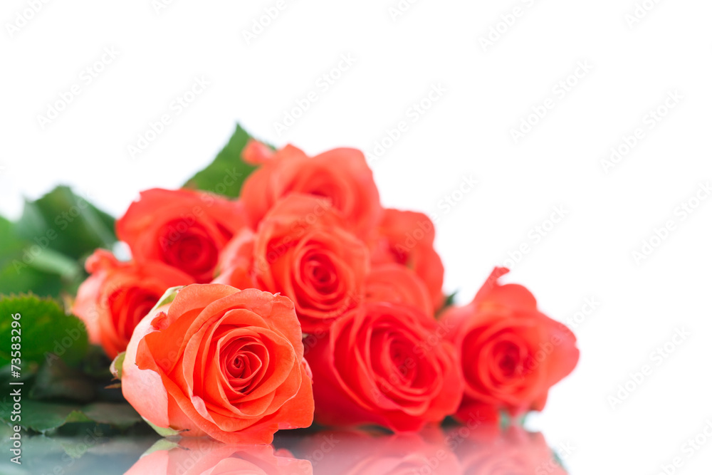 rose red rose red