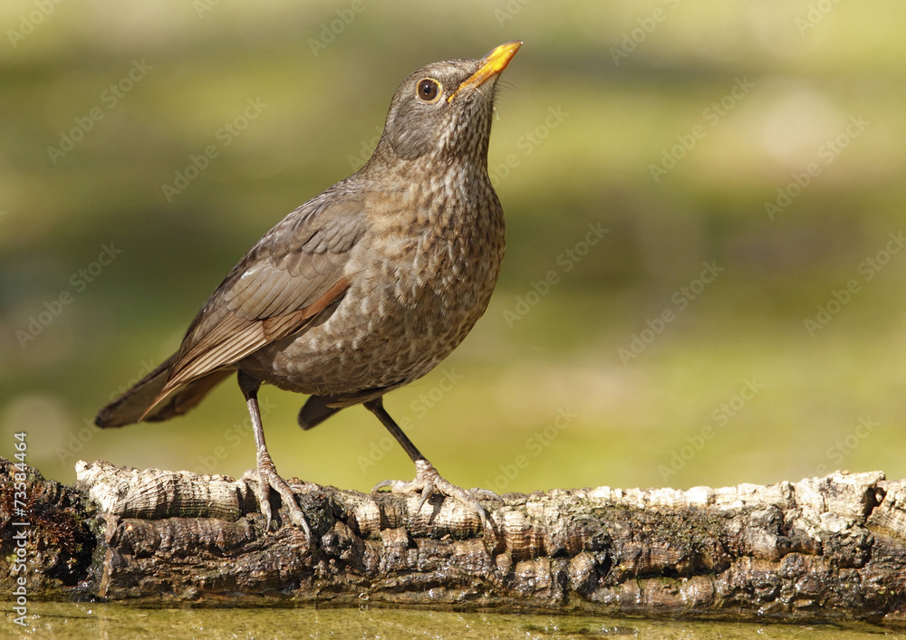 blackbird blackbird